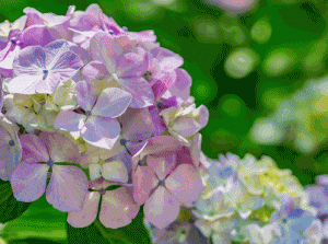 紫陽花のきれいな季節になりました